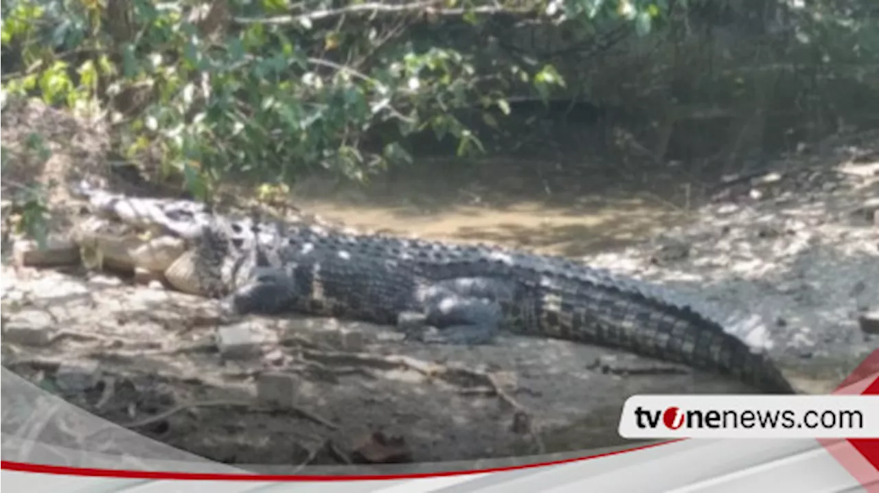 Mengerikan, Lagi Cari Rumput di Sungai, Warga Lampung Diserang Buaya