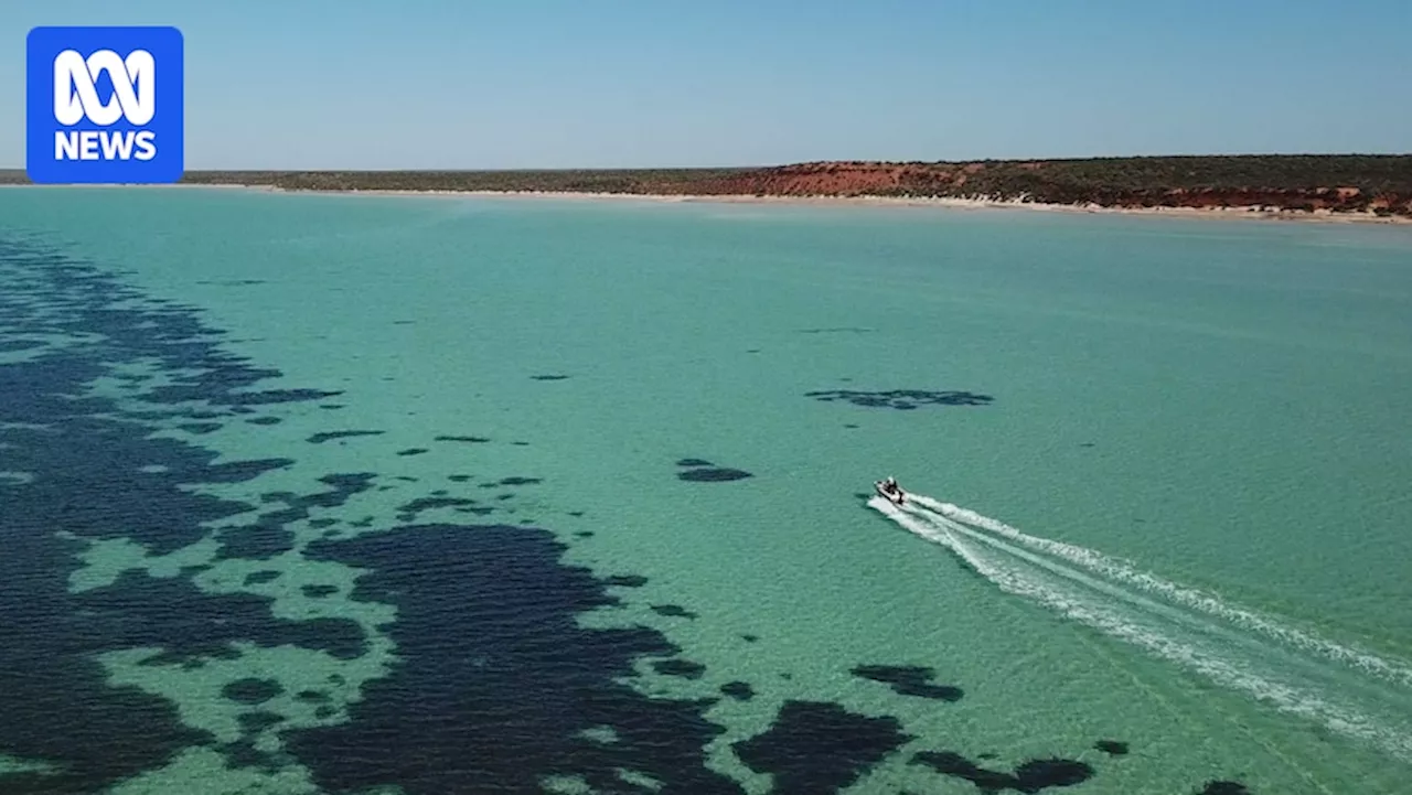 Amid a rising tide of seagrass restoration, Shark Bay locals call for more power to heal their home