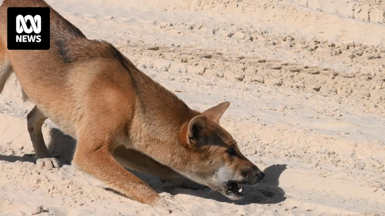 Mayor wants children banned from unfenced camping to stop dingo attacks on K'gari