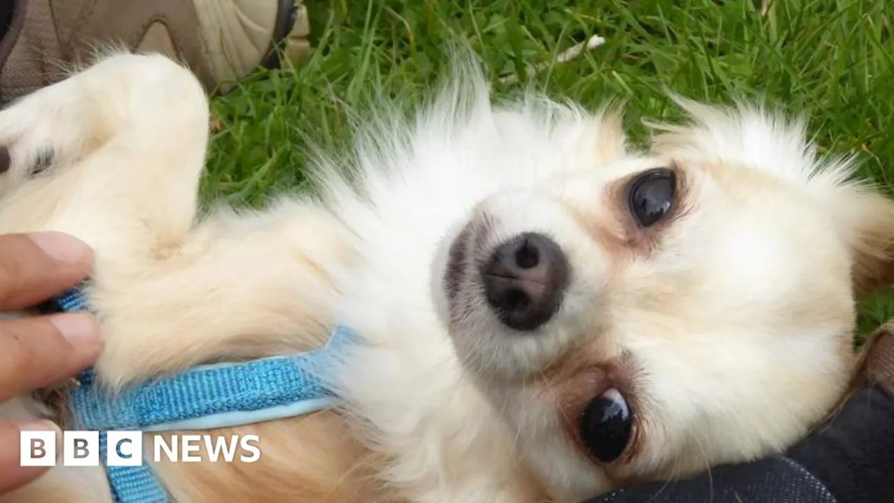 Woman's puppy farm warning after dog's death