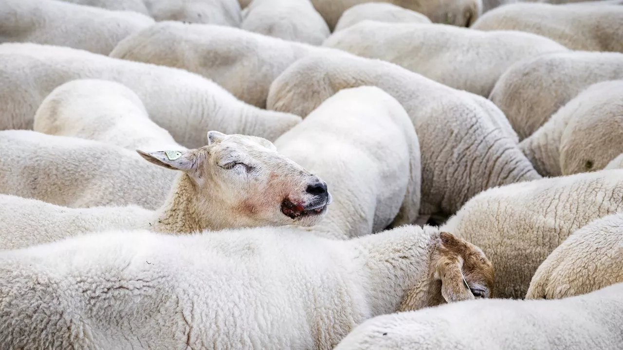 Blauzungenkrankheit breitet sich in Bayern weiter aus