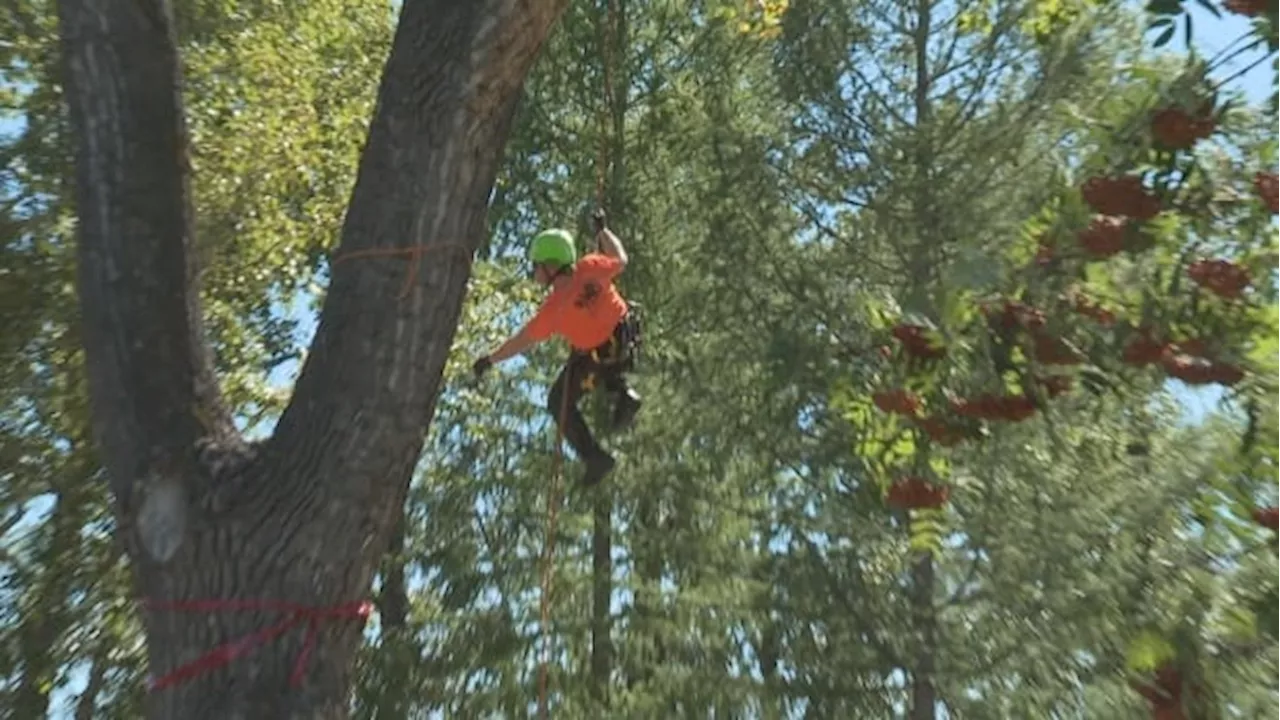 Tree climbing competition at Hextall Park sees the Prairies' best come to Calgary