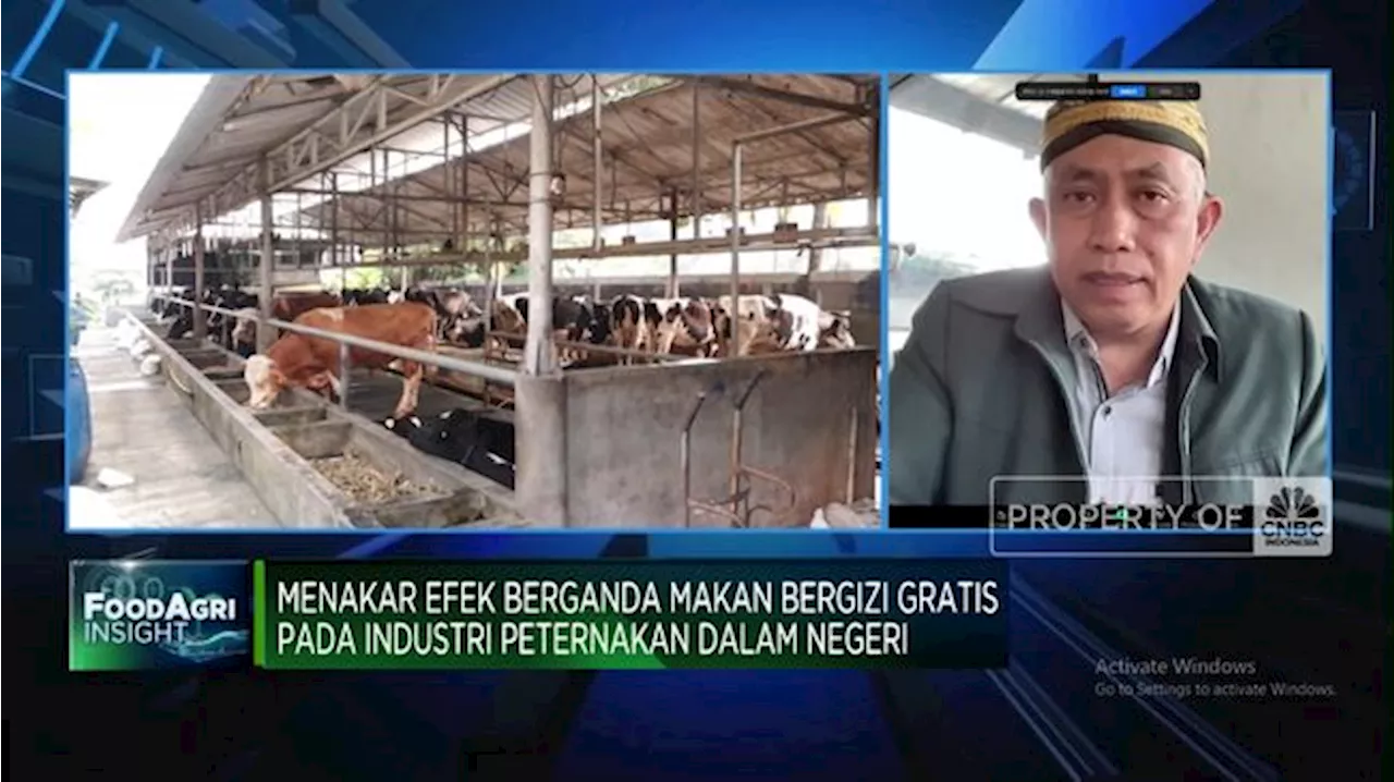 Program MBG Prabowo Siap Dimulai, Peternak Ayam Hingga Sapi Ikut Cuan?