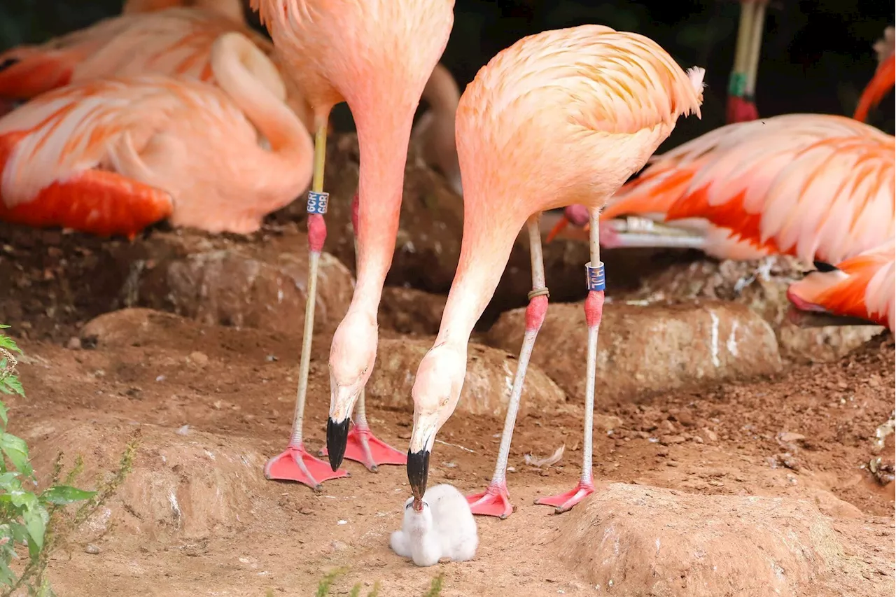 Dois flamingos do mesmo sexo criam filhote após chocarem o ovo juntos