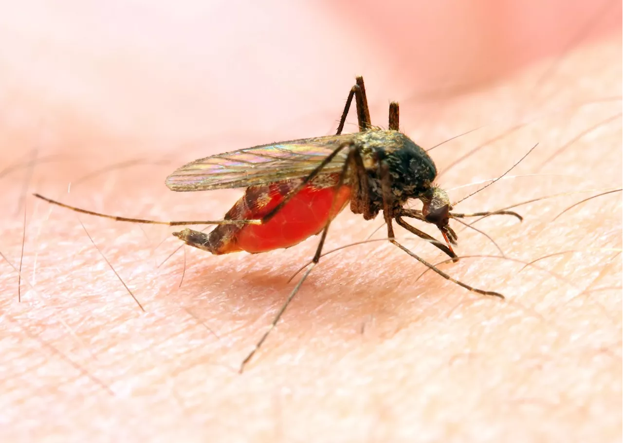 A rare but deadly mosquito virus infection has Massachusetts towns urging vigilance