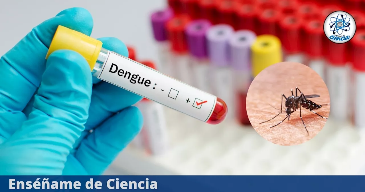 Alerta México: virus del dengue llega a nuevos estados, junto a zika y chikungunya