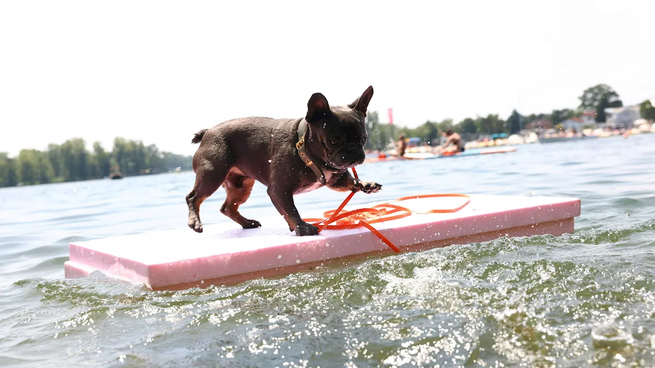 Wien hat große Hundebadeplätze - Wuff! So können sich 'Hot Dogs' sicher abkühlen