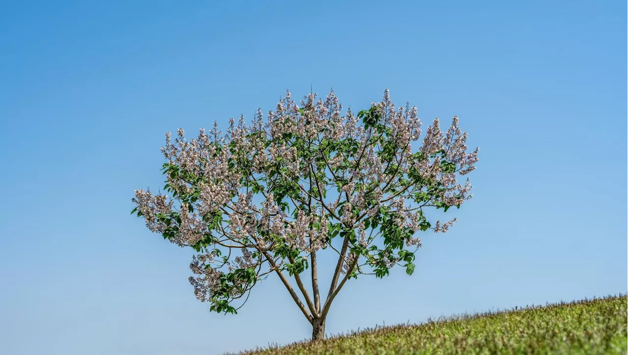 La paulownia: varietà, cura e consigli