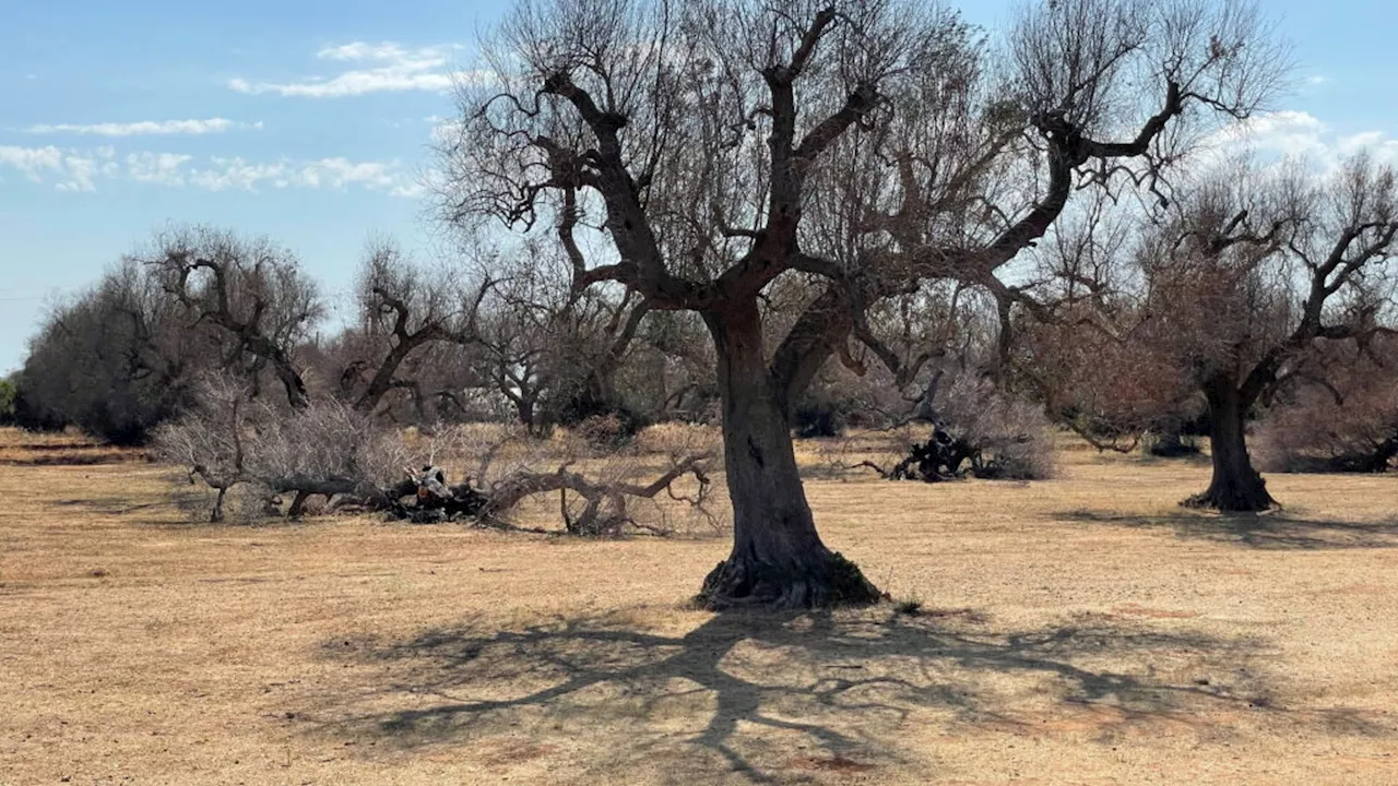 La Xylella e la tragedia degli ulivi pugliesi: una crisi ignorata da troppo tempo