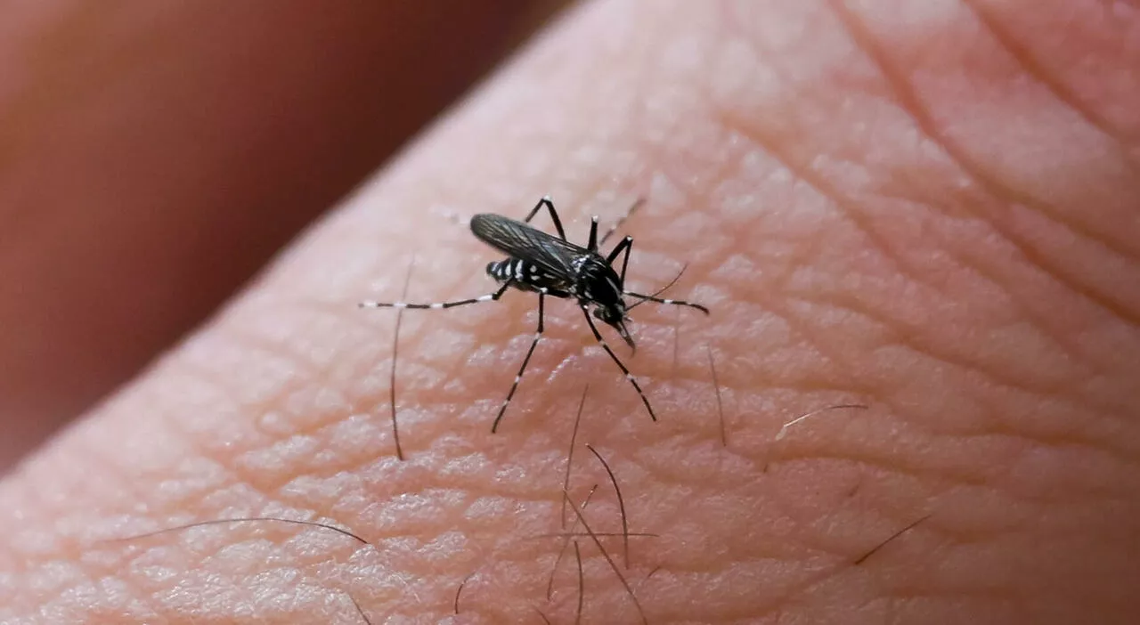 Virus Usutu, trovata zanzara positiva a Monte San Giusto: scatta la disinfestazione. Cos'è e perché è importan