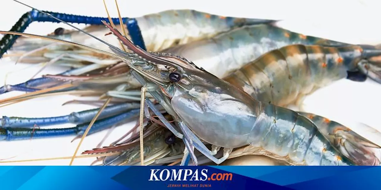 Ramai soal Jutaan Udang Disebut Naik ke Darat, Apakah Pertanda Bahaya?