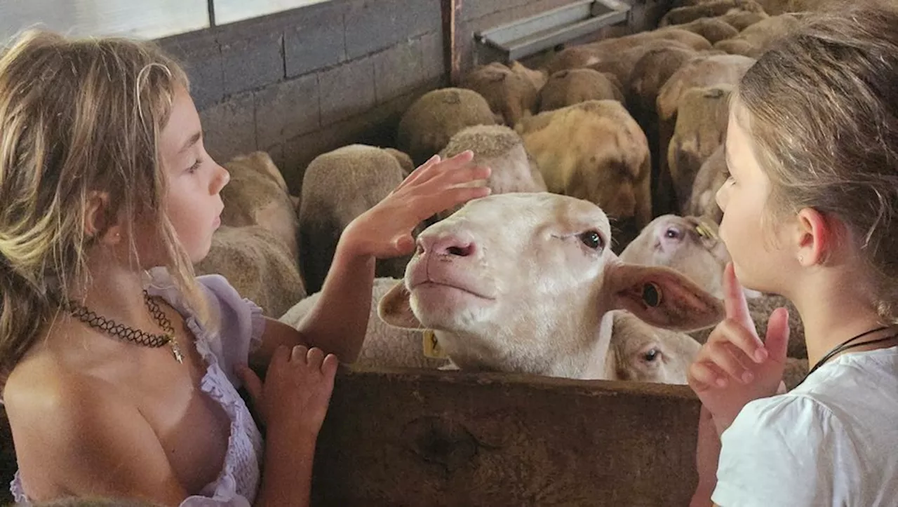 Traite, caresses et dégustation de roquefort à la ferme de Castelnau à Nant