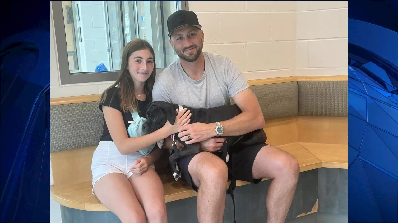 Former Patriots QB Brian Hoyer fosters dog and her puppy from Boston MSPCA