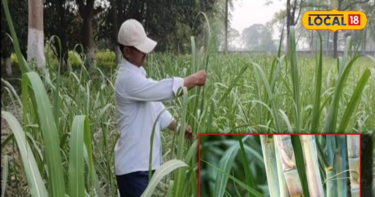 10CM गहरी-120 CM दूरी पर इस फसल की करें बुवाई, जड़ें भी होंगी मजबूत, पैदावार भी होगी बंपर