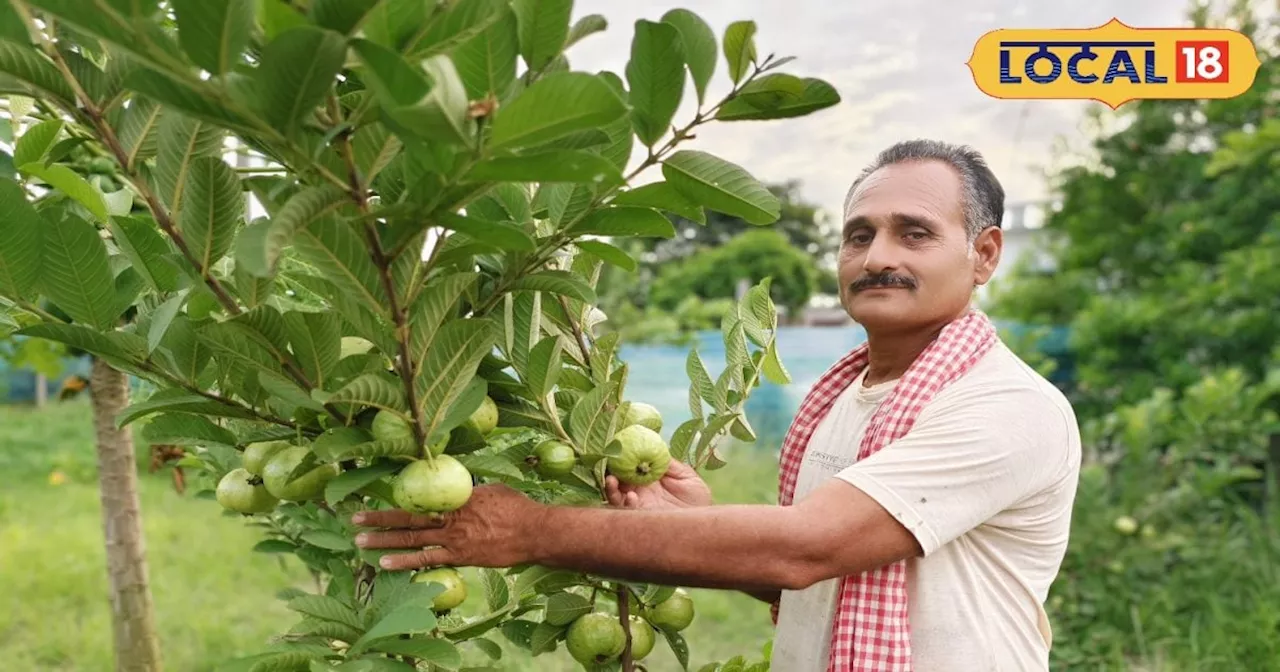 Fruits cultivation: किसान इन फलों की करें खेती... होगी ताबड़तोड़ कमाई, कम लागत में मिलेगा ज्यादा मुनाफा