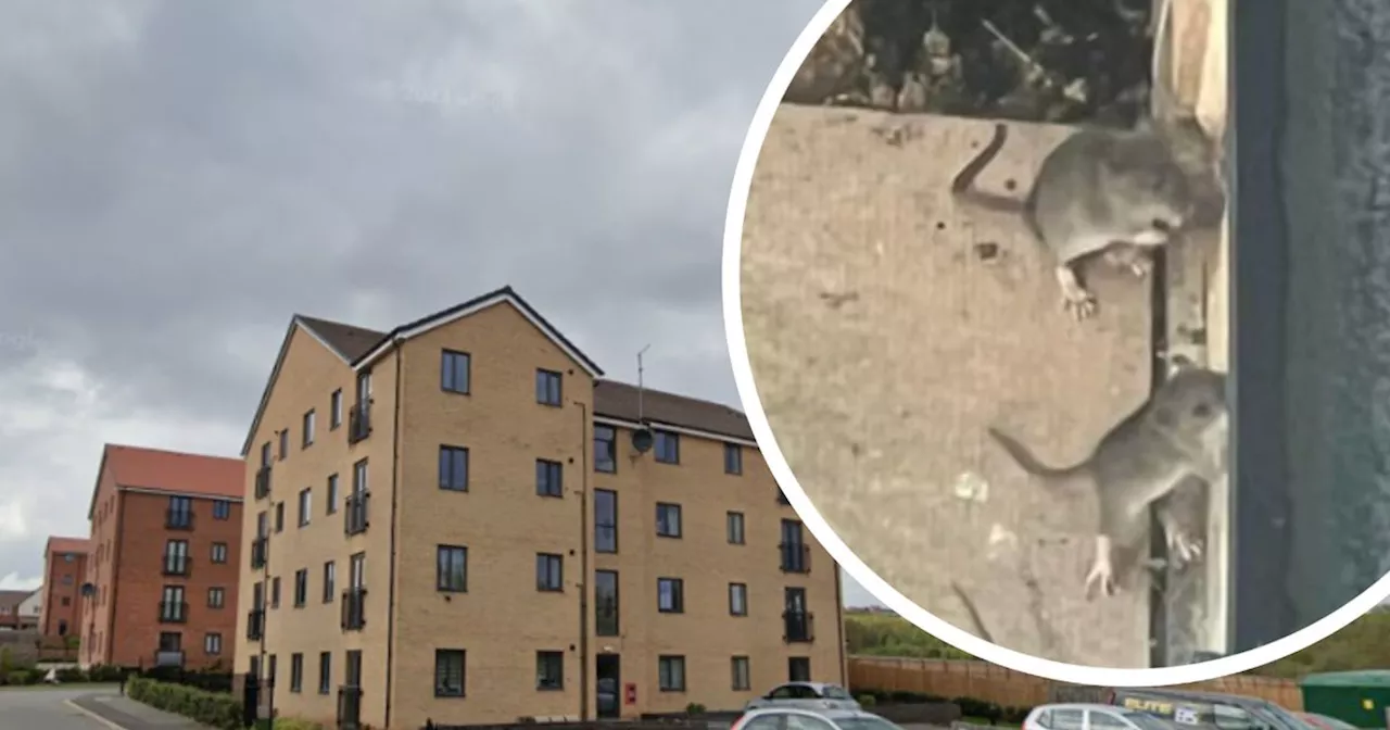 'The rancid smell of rat urine means I can't open my windows'