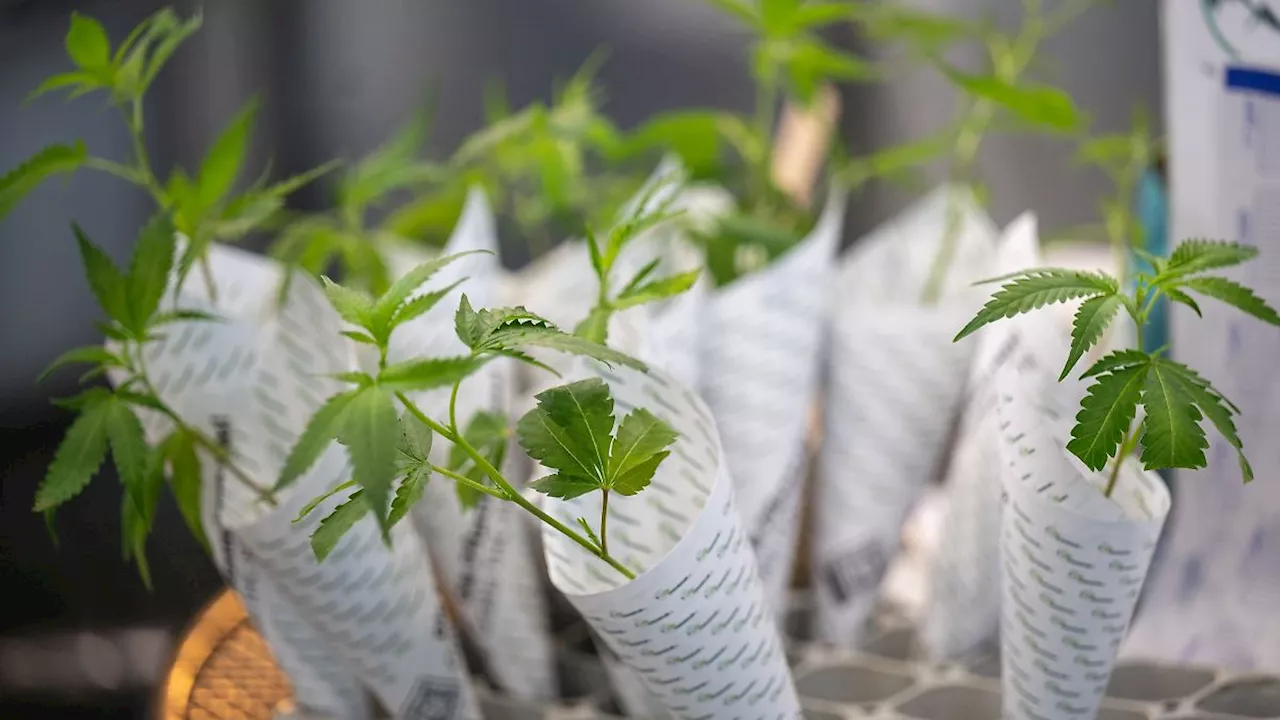 Berlin & Brandenburg: Cannabis-Anbauverein plant Abgabe mit Verantwortung