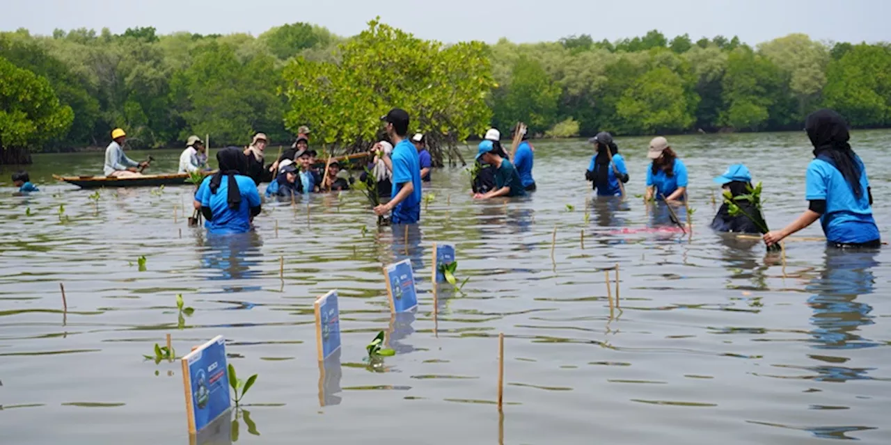 Sobat Bumi Universitas Pertamina dan KPPMPI Aksi Tanam Mangrove