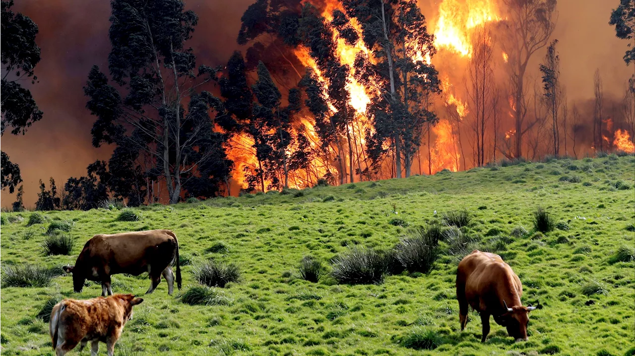 Juli G. Pausas, investigador del CSIC: 'Los pequeños incendios son casi positivos'