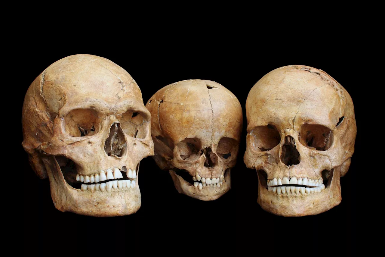 Discover How Ancient Europeans Survived the Ice Age With Just Their Teeth