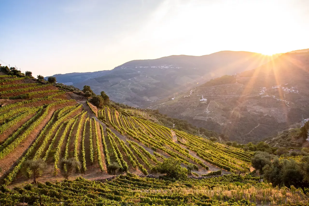 Vindimas no Douro já começaram, mas não para todos os vinhos