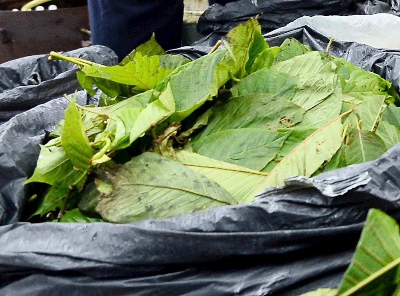 Controlled ketum cultivation can offer economic, medicinal benefits, Kedah assembly told