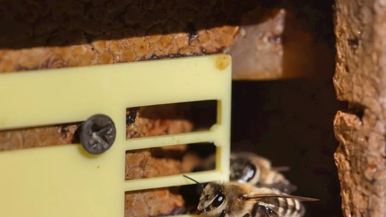 Bienen: Mehr Imker und Bienenvölker in MV als vor fünf Jahren