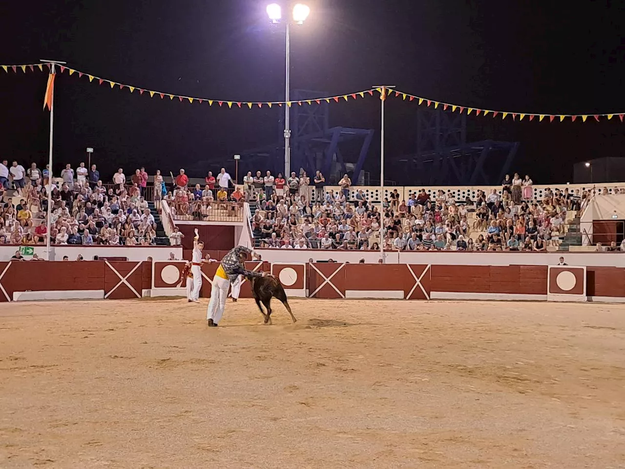 Orthez : à la course landaise de promotion, le public estival en a plein les yeux