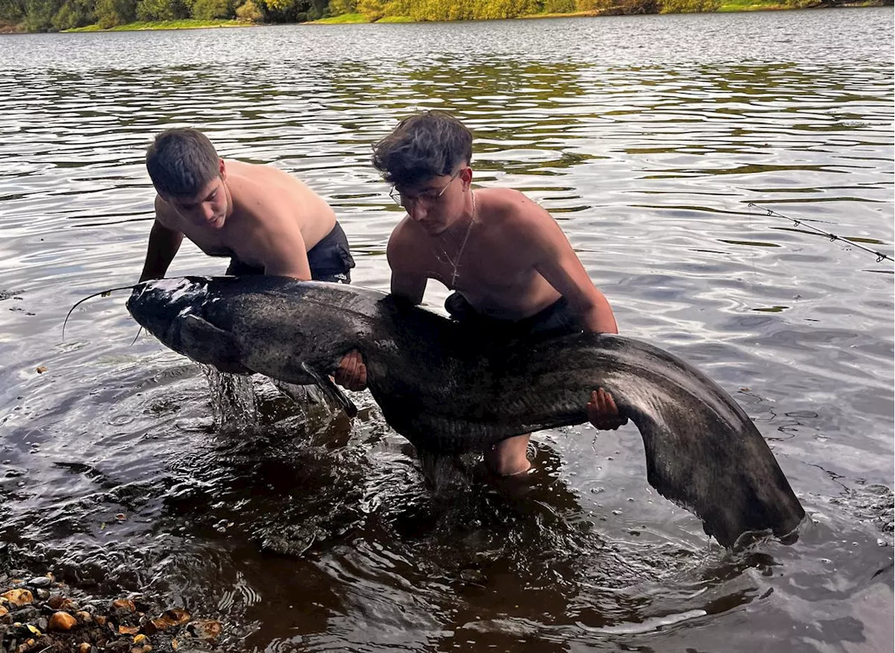 Vidéo. « Un combat titanesque » : ils pêchent un silure de 2,46 m dans la Dordogne