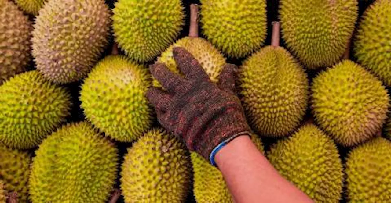 Malaysia’s durian exports to reach RM1.8b by 2030