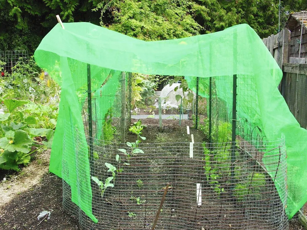 Helen Chesnut's Garden Notes: Shade-cloth protects leafy greens