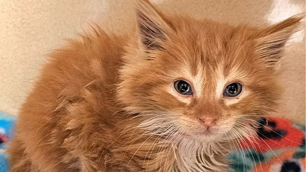 Kitten named Turbo Rinse survives high-pressure ordeal