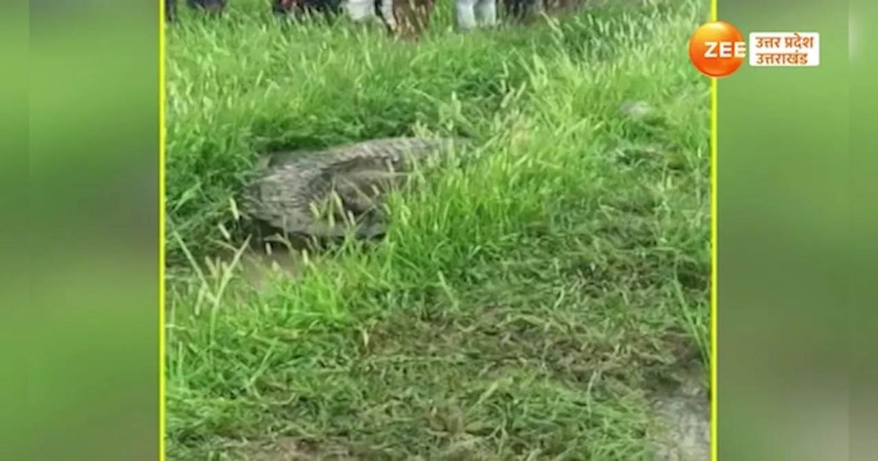 Crocodile Video: रिहायशी इलाके में खुला घूमता रहा 12 फीट लंबा मगरमच्‍छ, देखने के लिए उमड़ी भीड़