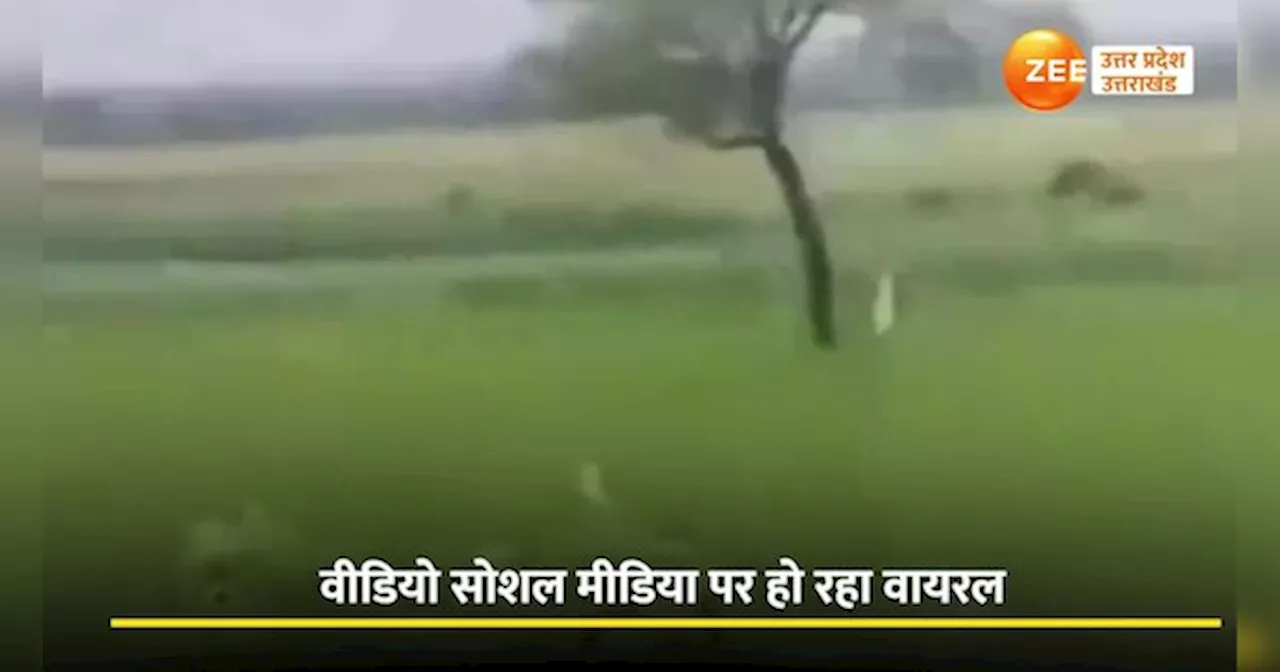 Prayagraj Video: रेलवे पटरी पर छाता लेकर सो रहे अधेड़ को ट्रेन रोककर पायलट ने जगाया, वीडियो वायरल