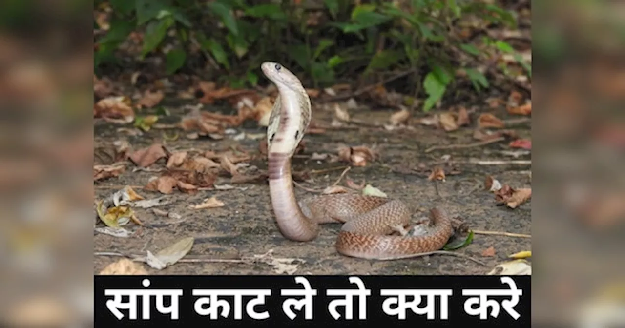 Snakebite: इस शहर में डरावना संयोग, जुलाई में सांप के काटने के 41 मामले, बीते साल से 4 गुना ज्यादा; कर्नाटक में सबसे ज्यादा मौतें!