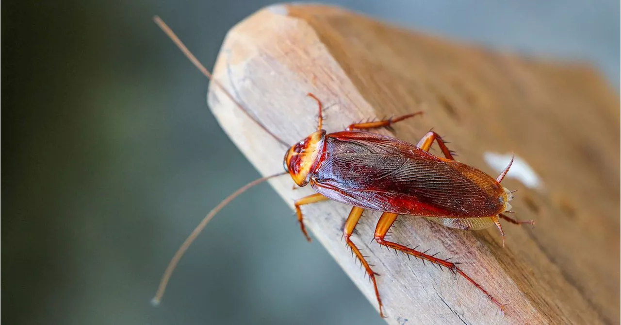 Cockroach infestation was so bad renters were kept awake by the sound of the insects scuttling