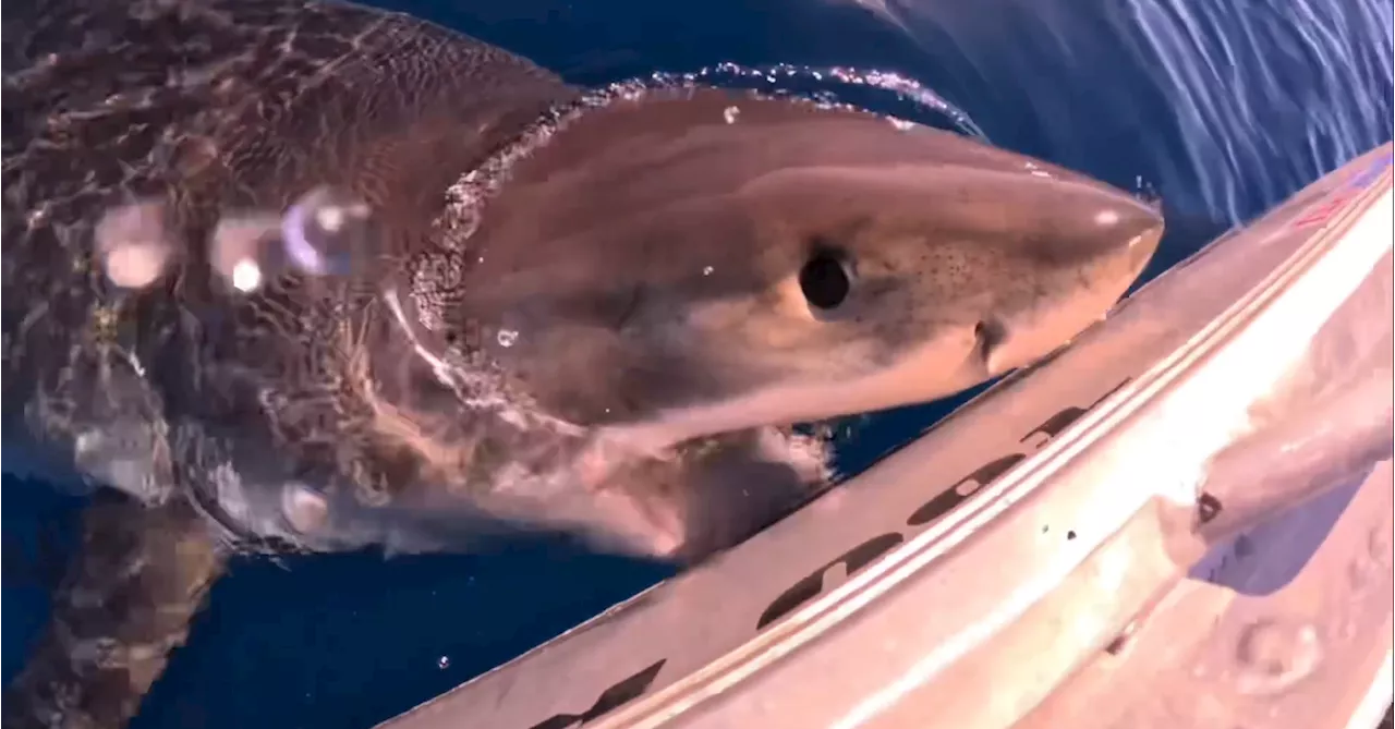 Fishermen's 'pretty crazy' moment great white shark attacks boat off Sunshine Coast