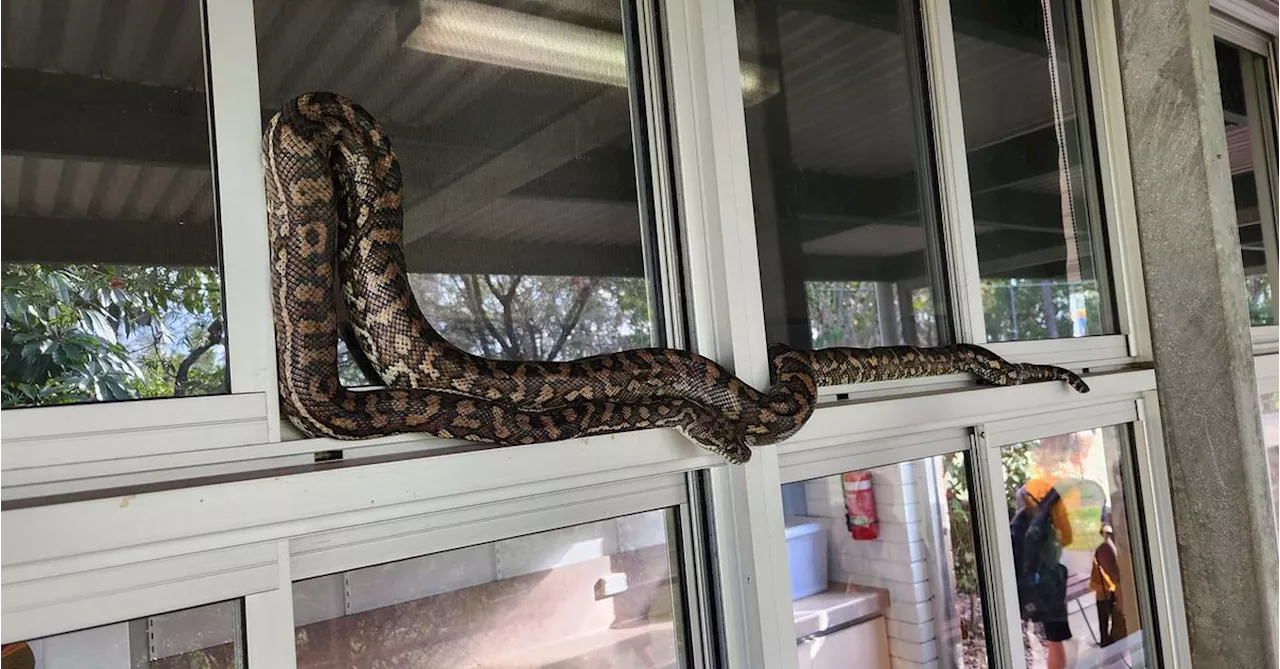 Warm end to winter means snakes are on the move, experts warn