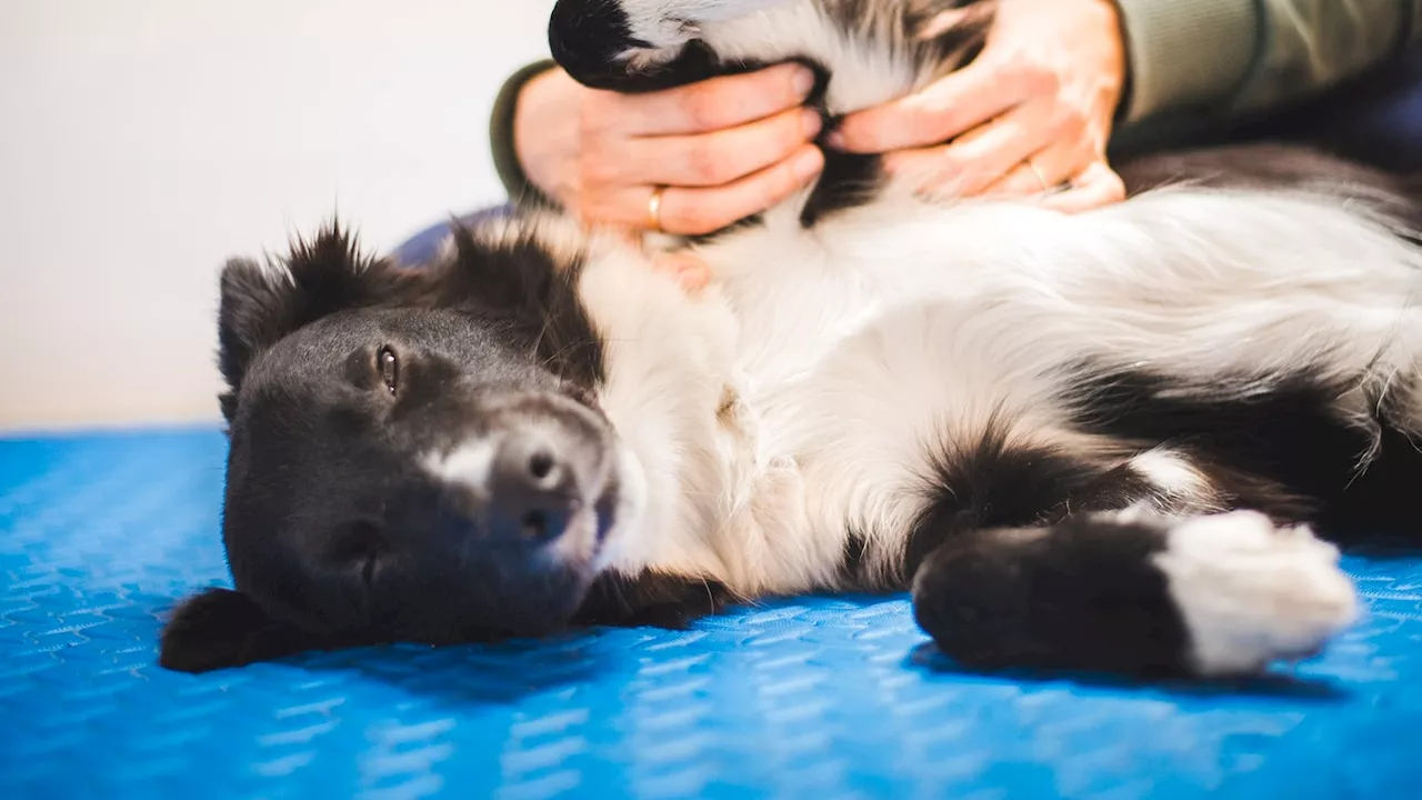 National Dog Day: Holistic treatments increasingly used by pet owners to elongate dogs' lives