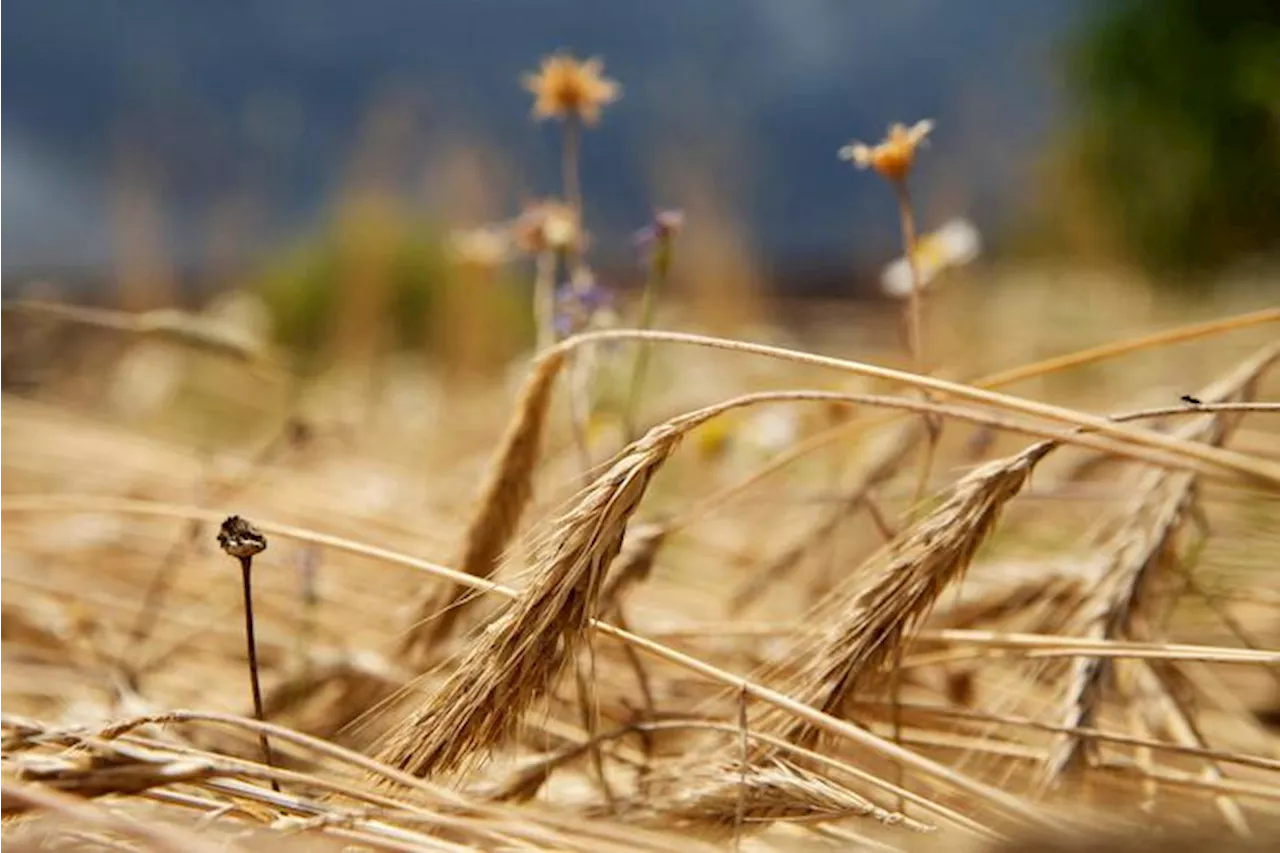 Tre italiani tra i finalisti dei premi Ue per l'agricoltura biologica