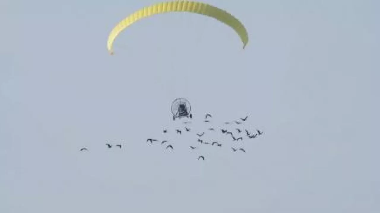 Rare birds guided by microlight in a novel assisted migration project