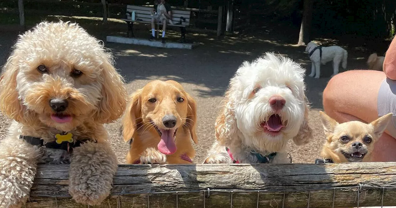 Dog walkers confused after being banned from Toronto dog park