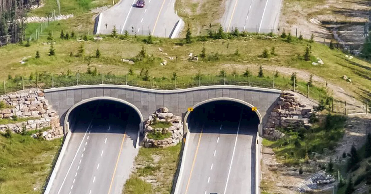 People are trying to get Ontario to build highway bridges for animals