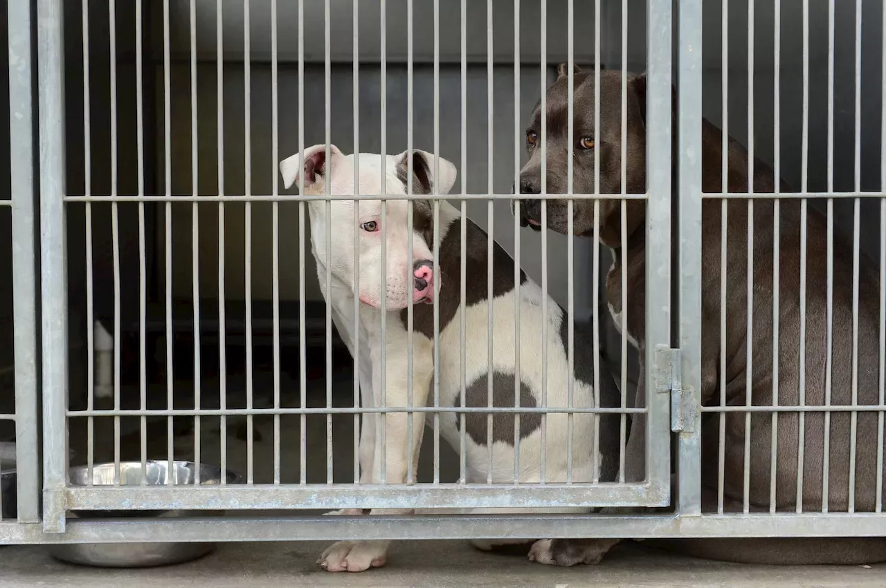 NationalDogDay National Dog Day Cuyahoga County Animal Shelter