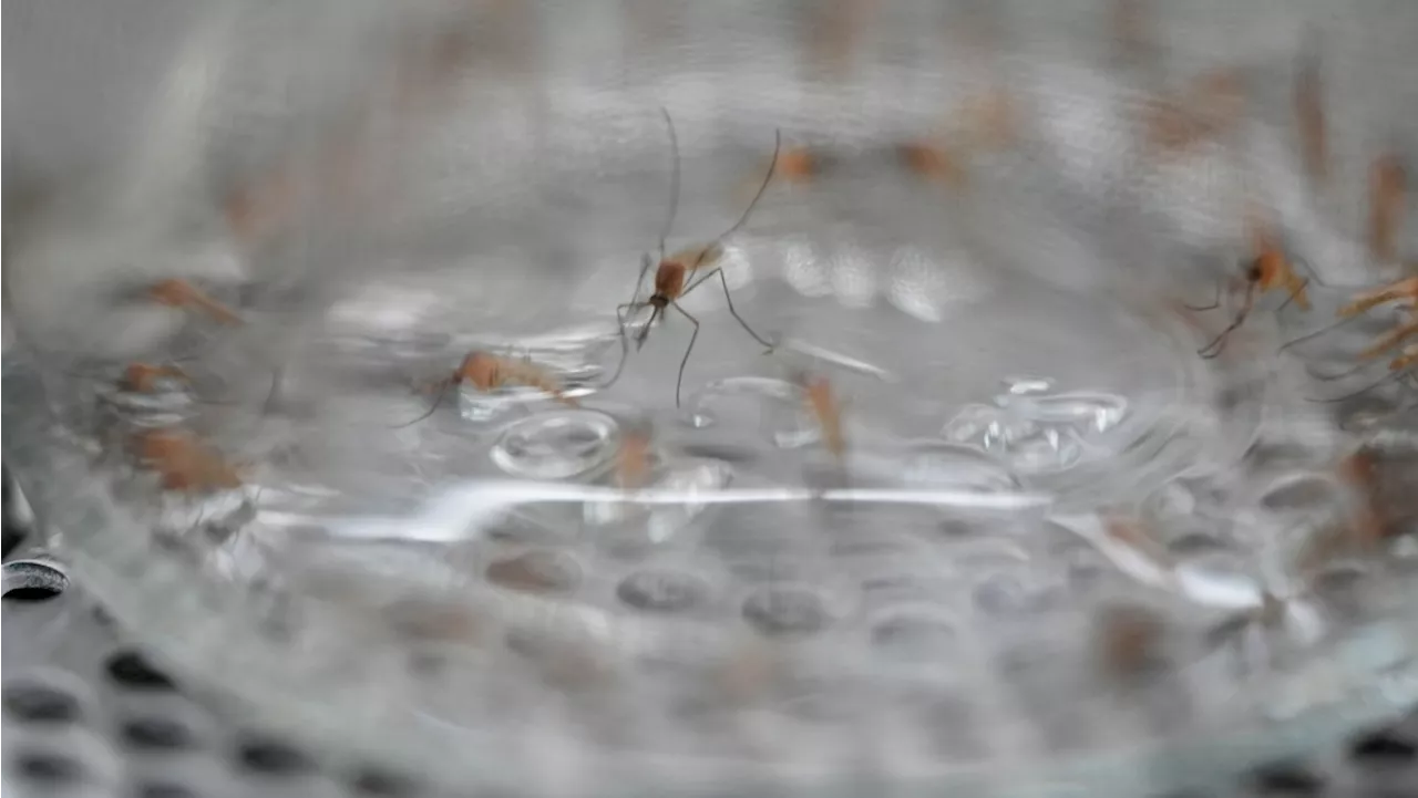 High mosquito-borne encephalitis risk prompts Massachusetts town to close parks, fields at night