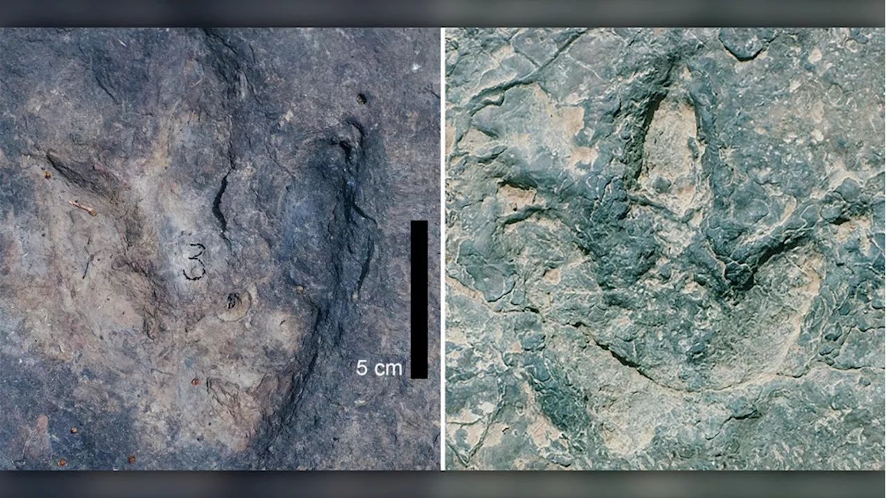 Matching sets of dinosaur footprints found on opposite sides of the Atlantic Ocean