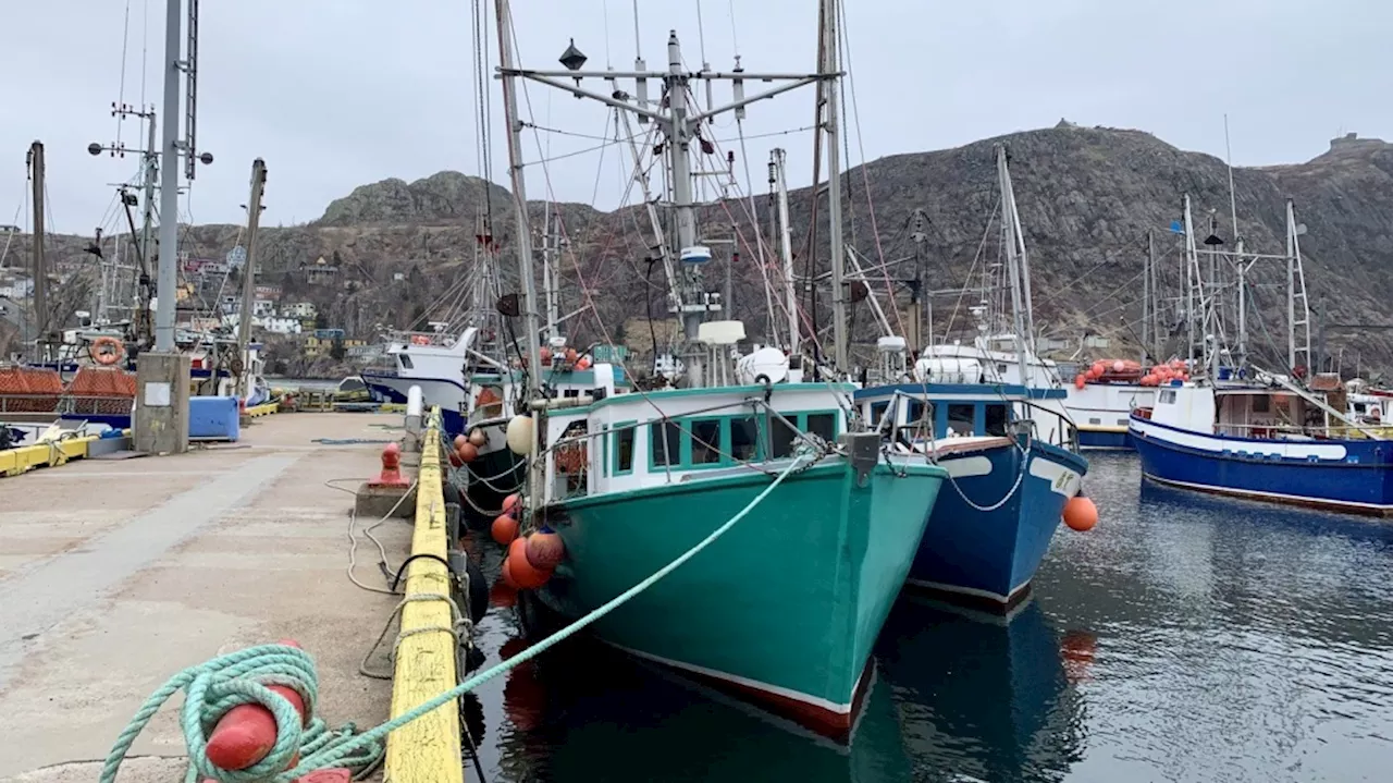 Newly reinstated Newfoundland cod fishery temporarily paused as landings hit limit