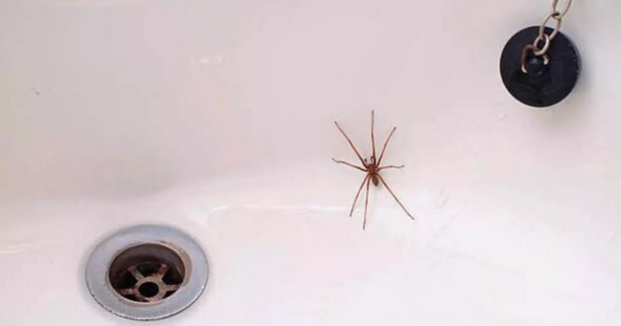 Banish spiders for good using 'easy' and 'effective' 14p kitchen staple