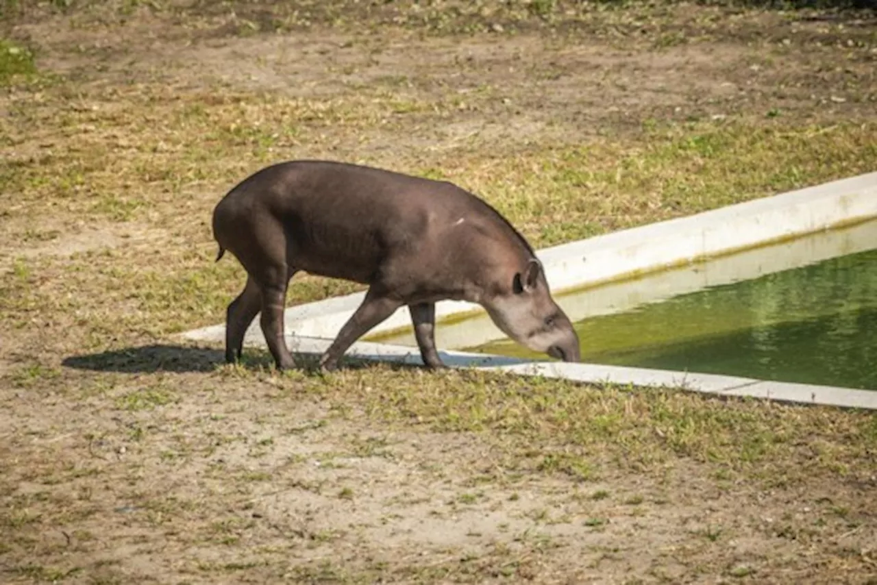 Koen Vanmechelen verwelkom tapirs in Labiomista: “Het zijn de tuiniers van de jungle”