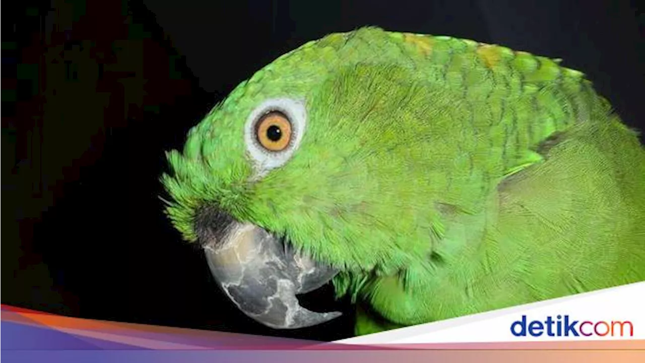 Tidak Hanya Manusia, Ternyata Burung Beo Punya Dialek dan Aksen Daerah